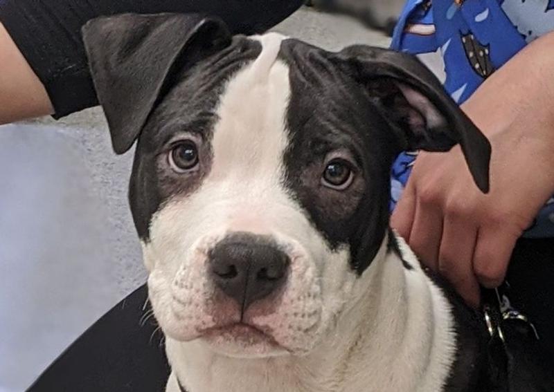 Hamilton Veterinary Hospital Trenton veterinarians